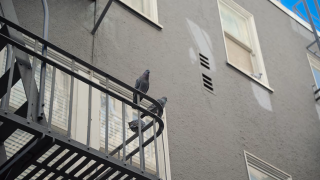 A photograph from San Francisco.